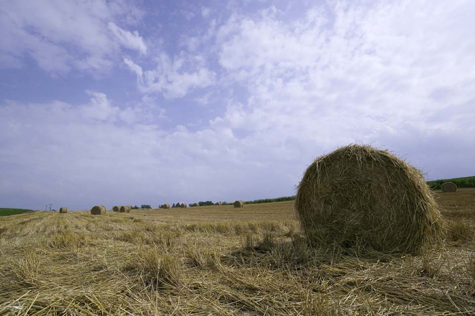 fotografia, materiale, libero il panorama, dipinga, fotografia di scorta,Un rotolo di erba, rotolo di erba, Paglia, , Alimentazione