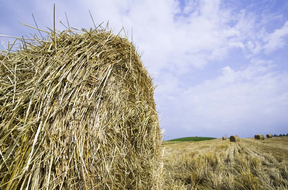 photo, la matire, libre, amnage, dcrivez, photo de la rserve,Un rouleau d'herbe, rouleau d'herbe, Paille, , Alimentation