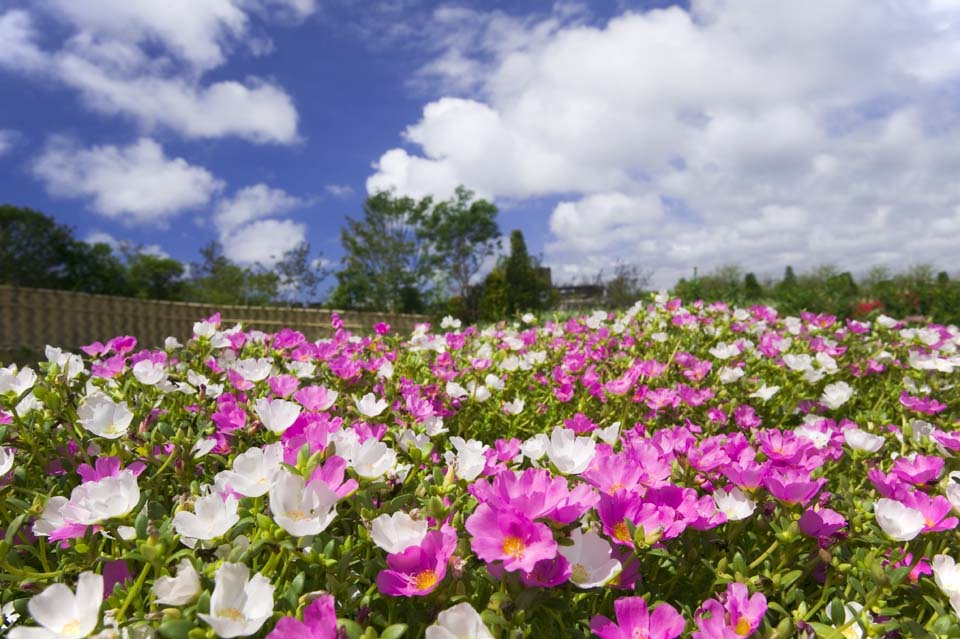 Foto, materieel, vrij, landschap, schilderstuk, bevoorraden foto,Een rood-en-wit karpet, , Zwelde mos aan, Schoensmeer rose, 