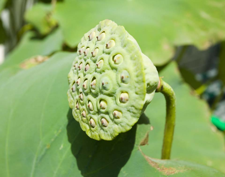 foto,tela,gratis,paisaje,fotografa,idea,Miedo legtimo de un loto, , , , Fruta