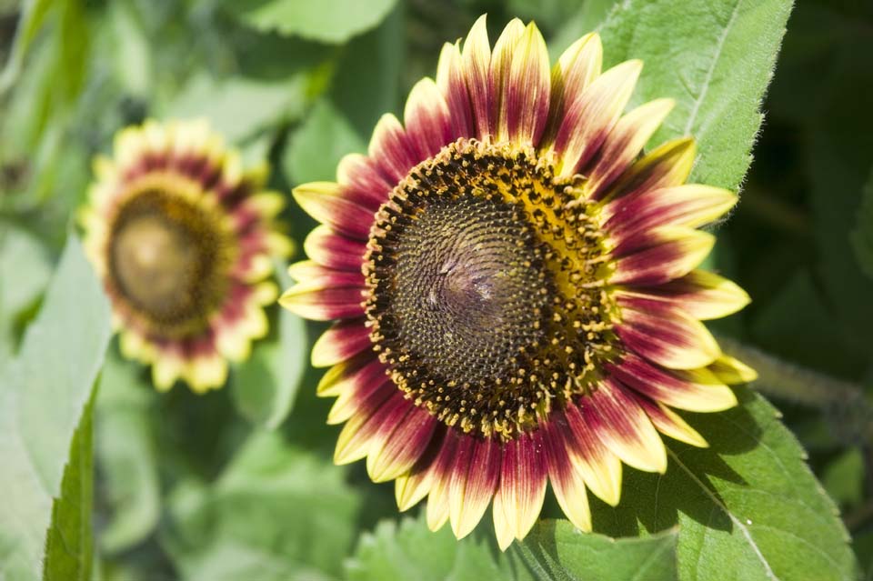 Foto, materiell, befreit, Landschaft, Bild, hat Foto auf Lager,Eine Gartenarbeitssonnenblume, Sonnenblume, , , 