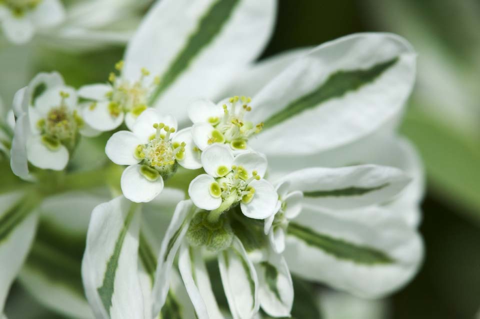 photo,material,free,landscape,picture,stock photo,Creative Commons,A snow-on-the-mountain, Variegation, , Ghost dope, Sun spurge