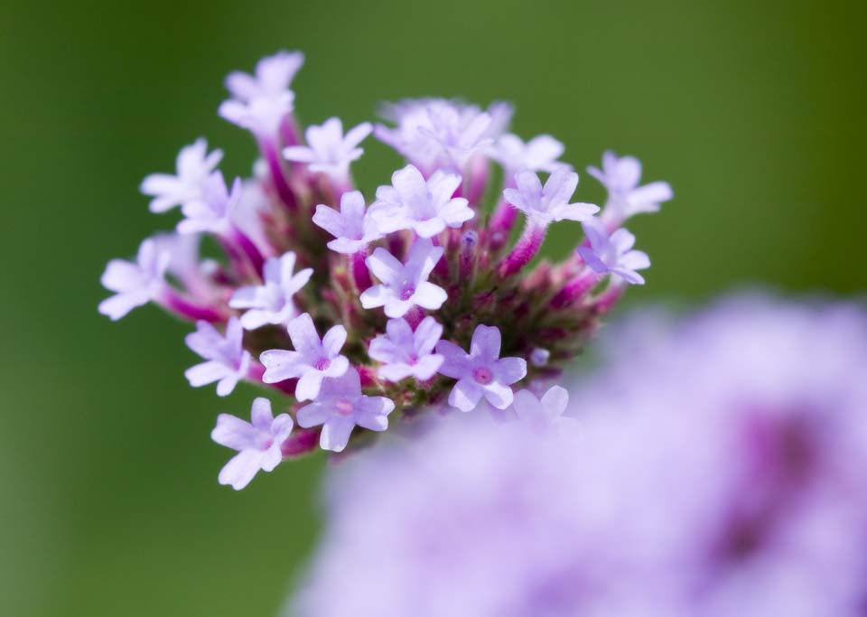 foto,tela,gratis,paisaje,fotografa,idea,Un floret rosa, Rosado, Flor, , 