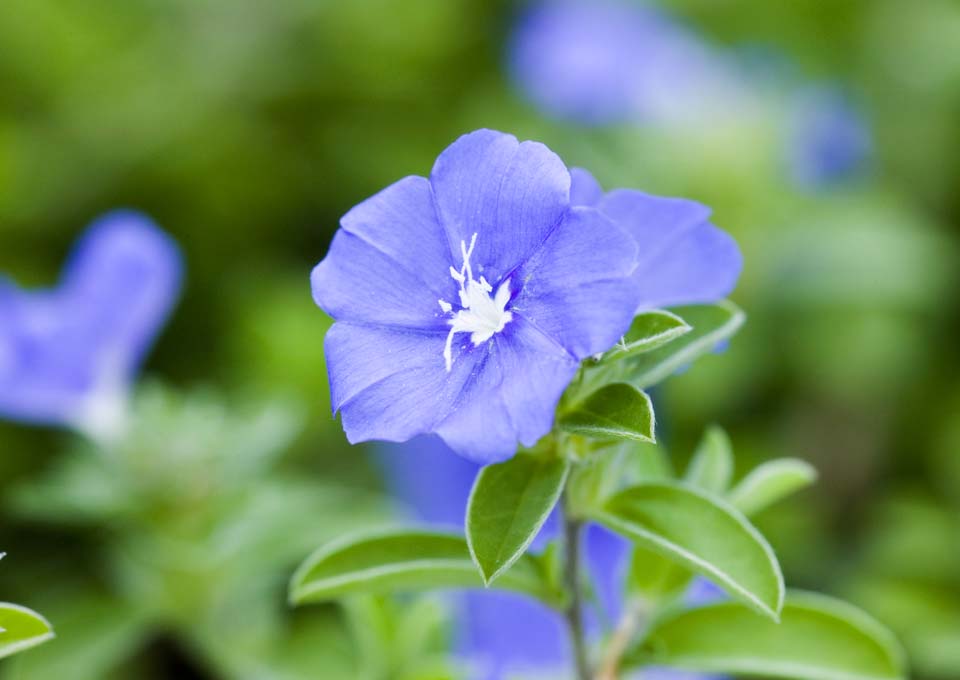 photo, la matire, libre, amnage, dcrivez, photo de la rserve,Bleu amricain, , Americblue, convolvulus, 