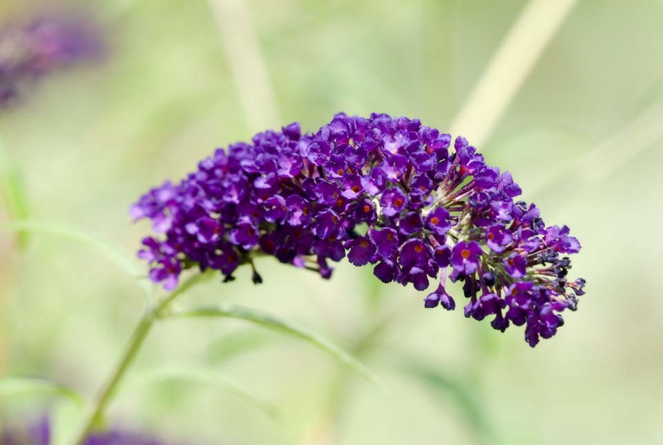 photo,material,free,landscape,picture,stock photo,Creative Commons,A buddleia, buddleia, FusBuddlejjaponica, Butterfly Bush, 