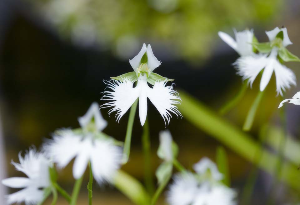 photo,material,free,landscape,picture,stock photo,Creative Commons,A rein orchis, rein orchis, , Heron grass, 