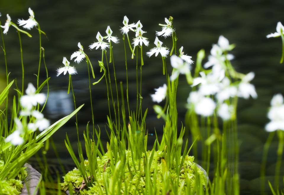 Foto, materiell, befreit, Landschaft, Bild, hat Foto auf Lager,Ein Zgel orchis, Zgel orchis, , Reihergras, 