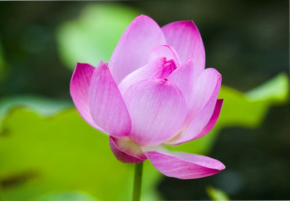 Foto, materiell, befreit, Landschaft, Bild, hat Foto auf Lager,Eine Lotosblume, Lotosblume, , , Rosa