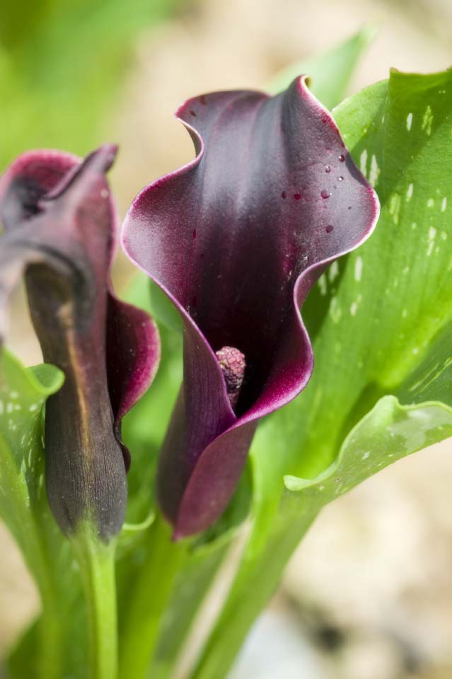 Foto, materiell, befreit, Landschaft, Bild, hat Foto auf Lager,Eine Blume eines schwarzen Kragens, Farbe, Taroabteilung, , 