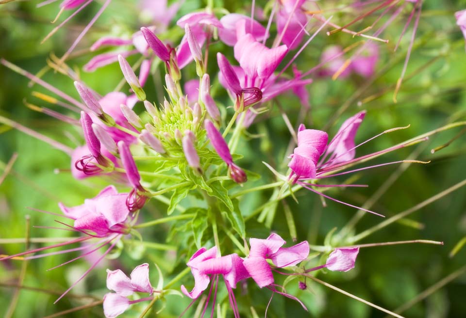 fotografia, materiale, libero il panorama, dipinga, fotografia di scorta,Un cleome, cleome, Spinosa di Cleome, fiore di ragno gigante, Erba di farfalla di occidentale-stile