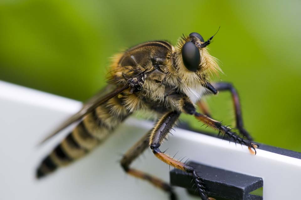 Foto, materieel, vrij, landschap, schilderstuk, bevoorraden foto,Een vriend van een horsefly, , Paardenvlieg, Meng ogen, 