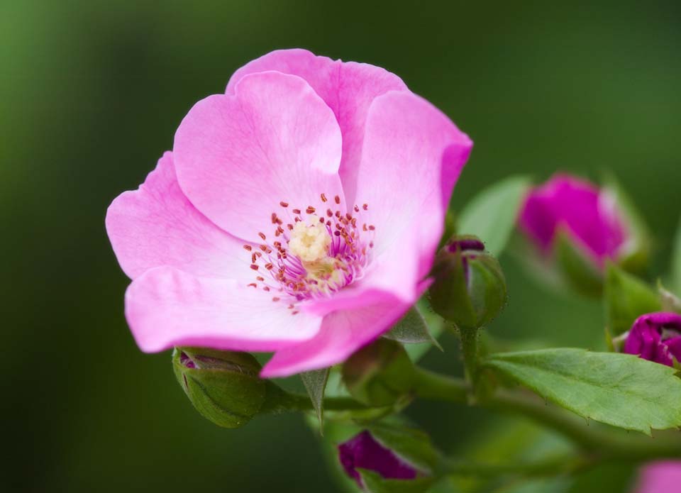 Foto, materieel, vrij, landschap, schilderstuk, bevoorraden foto,Een kwam op, Kwam, , , Rose