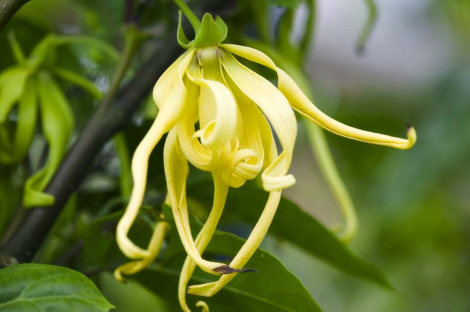 Foto, materiell, befreit, Landschaft, Bild, hat Foto auf Lager,Ein ylang-ylang, ylang-ylang, Flaschenbaum, Die Komoren, Parfm