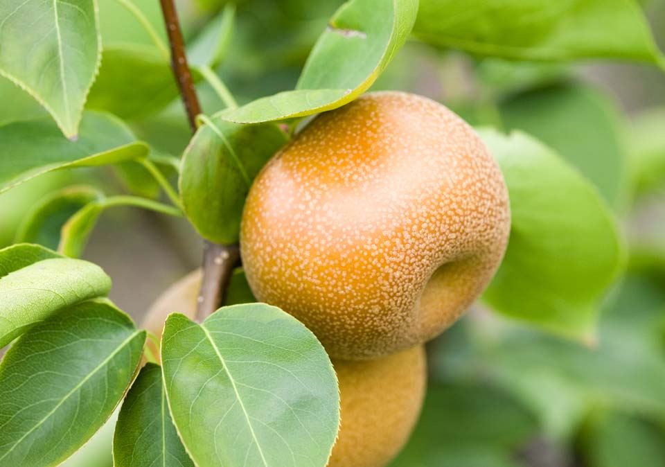 foto,tela,gratis,paisaje,fotografa,idea,Una fruta de un rbol de pera, No disponible, rbol de pera, , Fruta