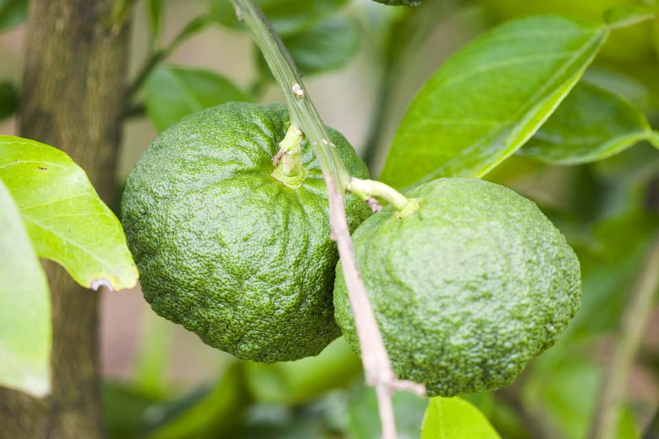 Foto, materiell, befreit, Landschaft, Bild, hat Foto auf Lager,Eine junge Frucht des Zitronenbaum, Mandarinenorange, Zitrusfrchte, CKitsu, Zitronenbaum