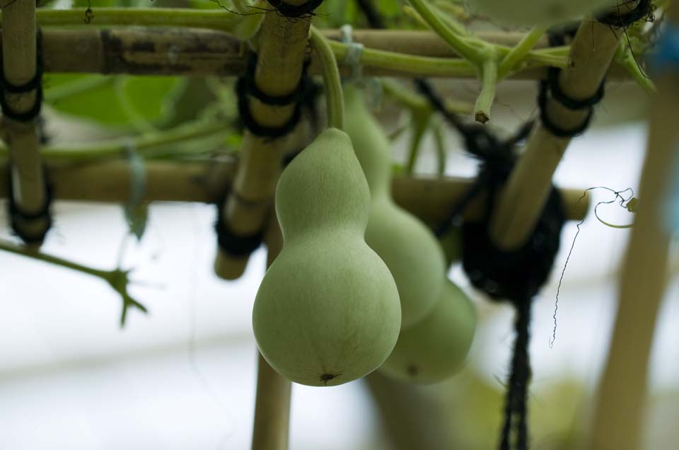 Foto, materieel, vrij, landschap, schilderstuk, bevoorraden foto,Een gourd, Kalebas, , , 