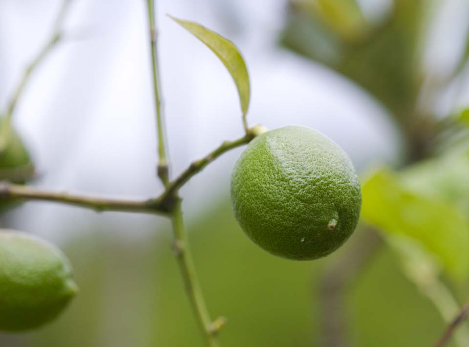 photo, la matire, libre, amnage, dcrivez, photo de la rserve,La jeune beaut d'un citron, citron, , , Fruit