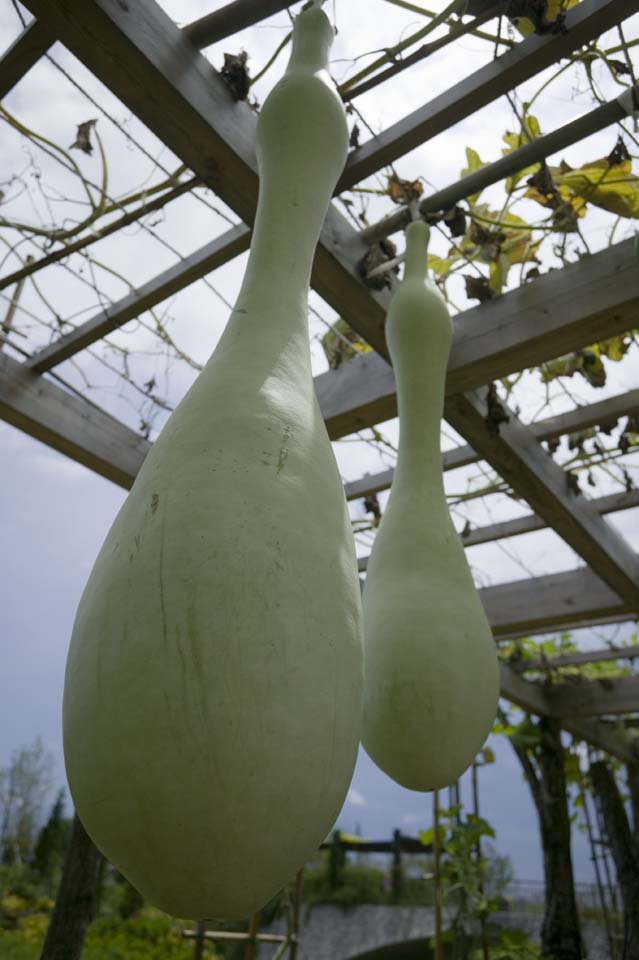 photo,material,free,landscape,picture,stock photo,Creative Commons,A huge gourd, gourd, , , 