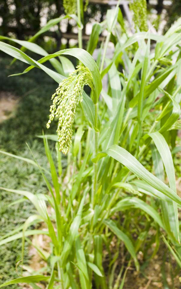 photo, la matire, libre, amnage, dcrivez, photo de la rserve,Un millet, millet, , , boulette du millet