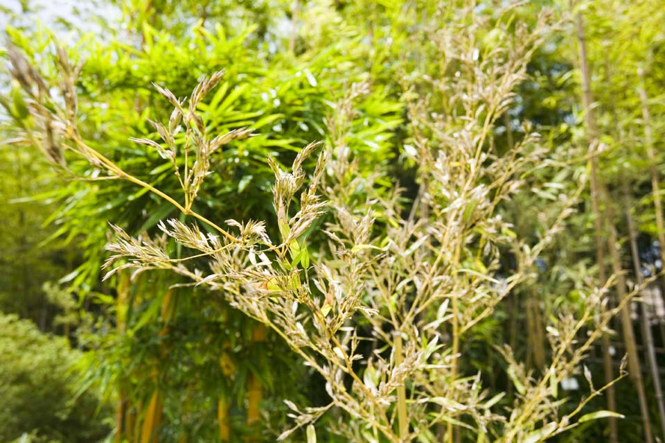 fotografia, material, livra, ajardine, imagine, proveja fotografia,Uma flor de bambu, flor de bambu, , , 