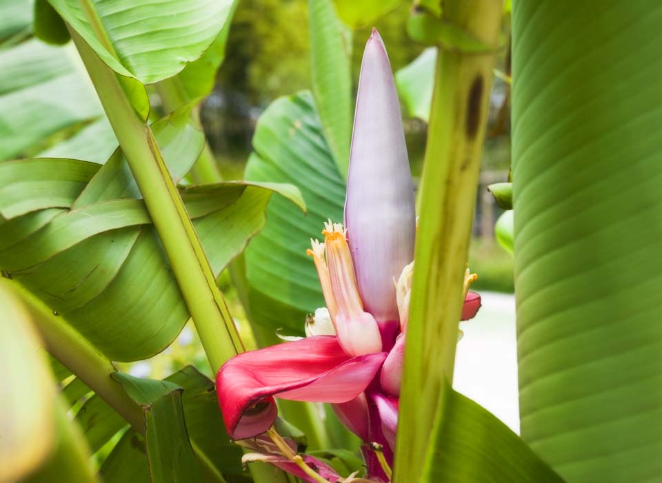 photo,material,free,landscape,picture,stock photo,Creative Commons,A flower of a banana, banana, , , 