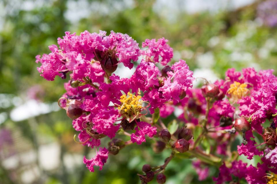 photo,material,free,landscape,picture,stock photo,Creative Commons,A monkey slips, monkey slips, Crape myrtle, , 