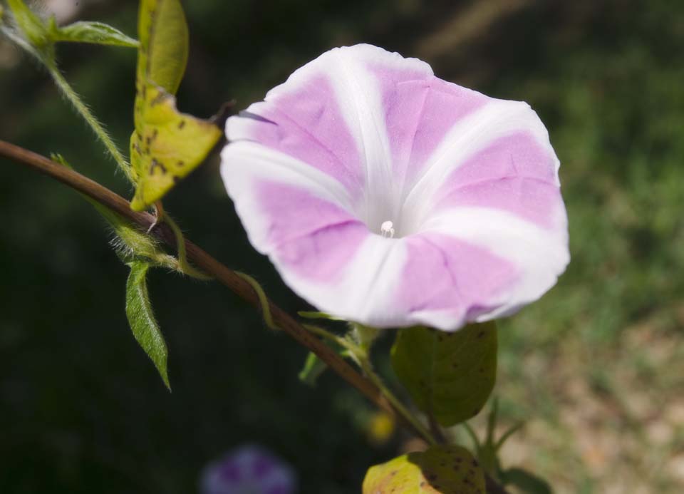 photo,material,free,landscape,picture,stock photo,Creative Commons,A morning glory, morning glory, , , 