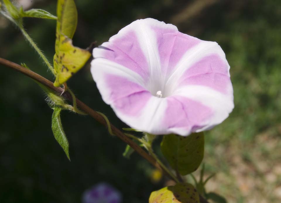 foto,tela,gratis,paisaje,fotografa,idea,Una campanilla, Campanilla, , , 