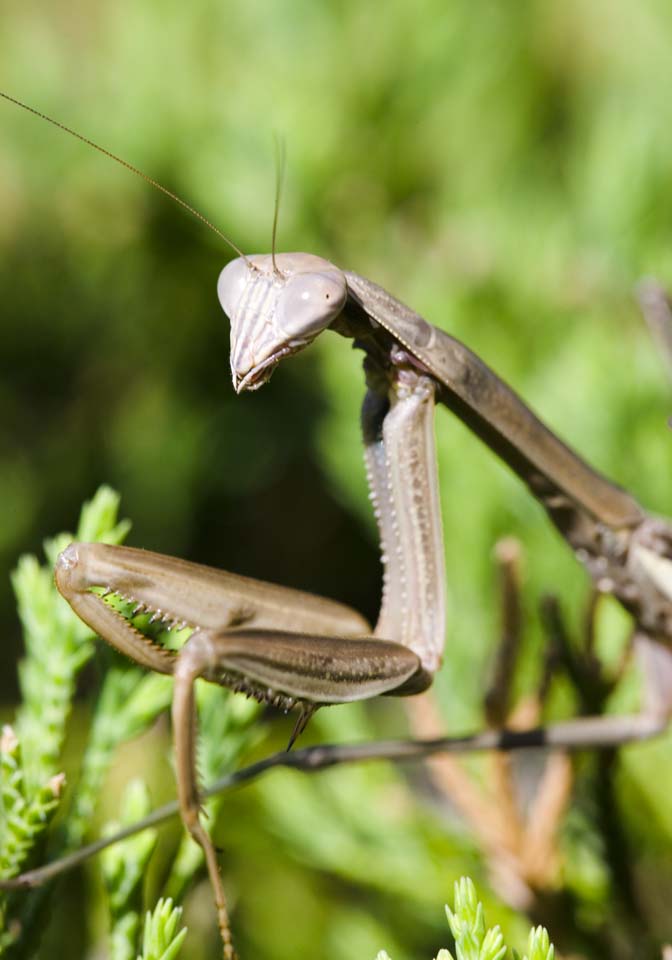 Foto, materieel, vrij, landschap, schilderstuk, bevoorraden foto,Een mantis, Mantis, , , 