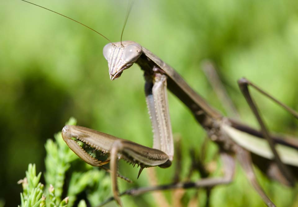 photo,material,free,landscape,picture,stock photo,Creative Commons,A mantis, mantis, , , 