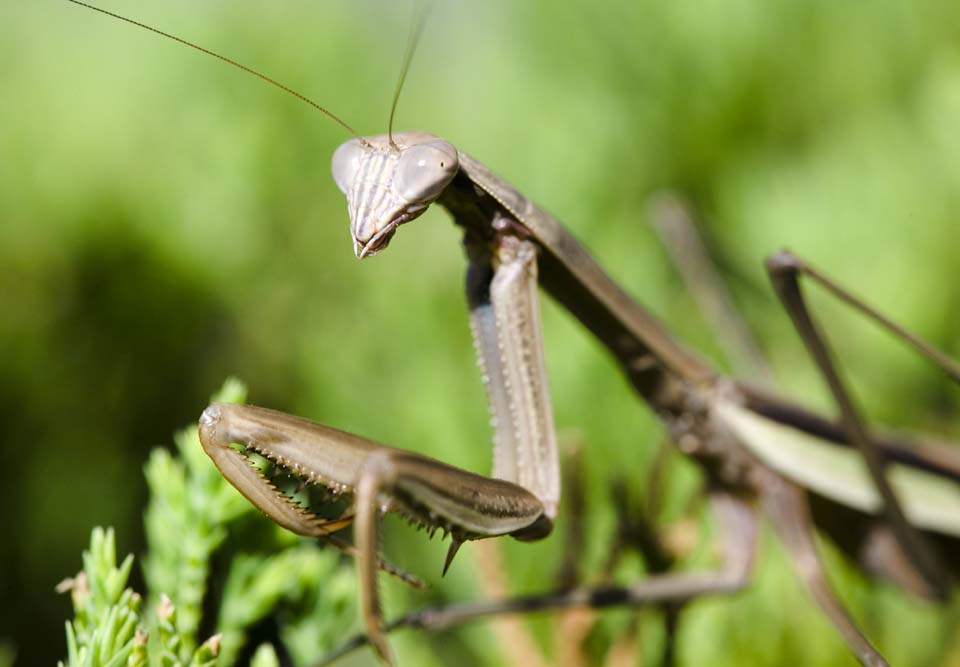 Foto, materieel, vrij, landschap, schilderstuk, bevoorraden foto,Een mantis, Mantis, , , 