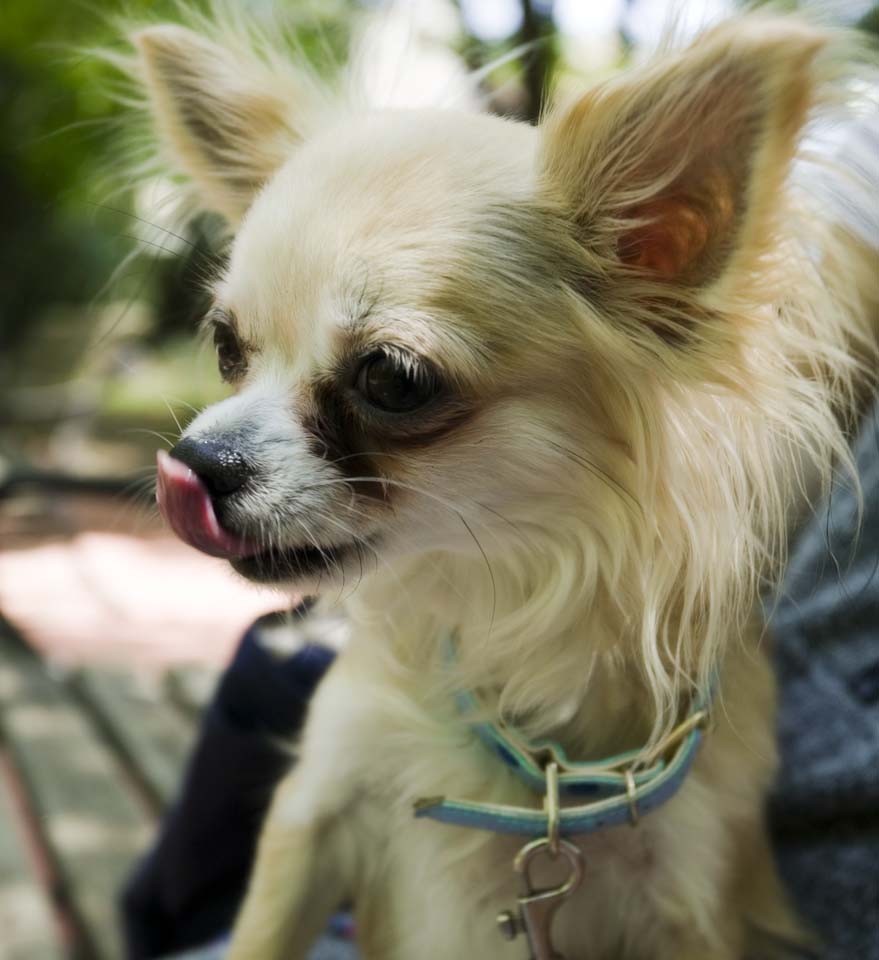 photo,material,free,landscape,picture,stock photo,Creative Commons,Chihuahua, dog, small dog, , Chihuahua