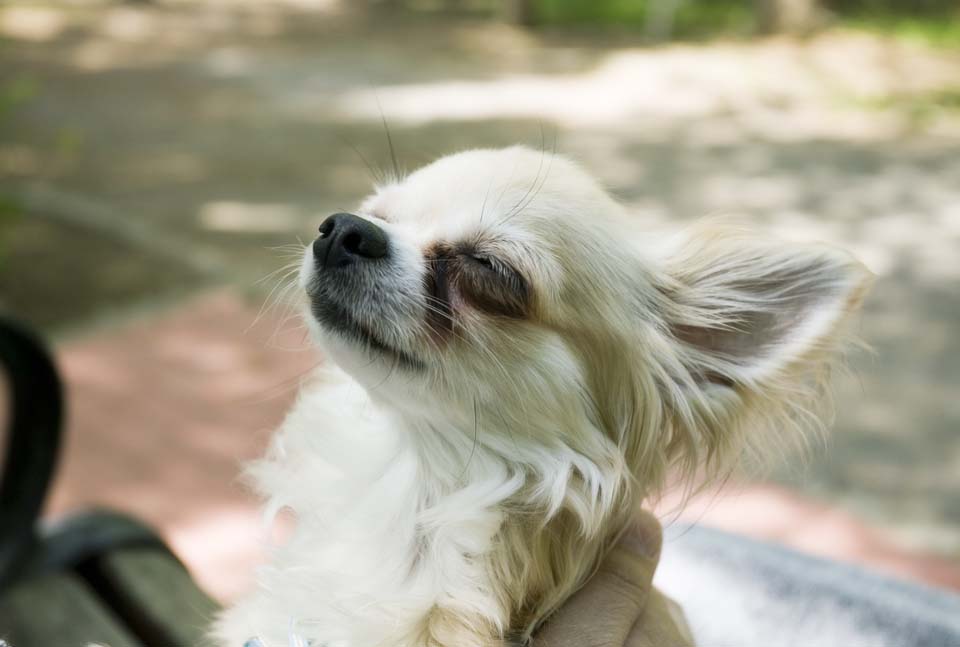 fotografia, materiale, libero il panorama, dipinga, fotografia di scorta,L'emozione profonda di Chihuahua, cane, piccolo cane, , Chihuahua