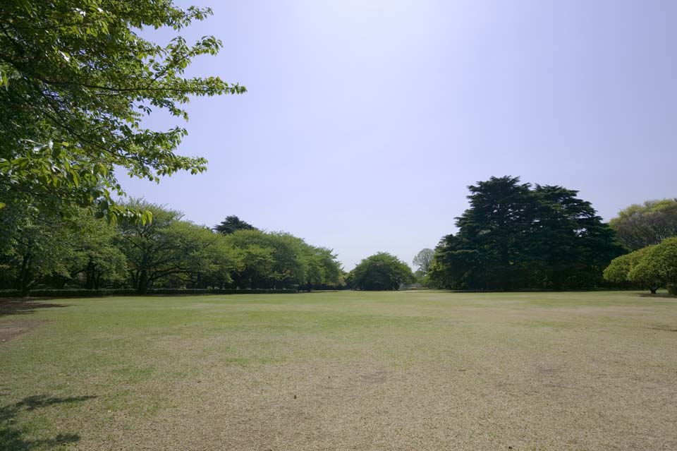 Foto, materiell, befreit, Landschaft, Bild, hat Foto auf Lager,Ein Rasen eines Parks, Rasen, , offener Raum, Baum