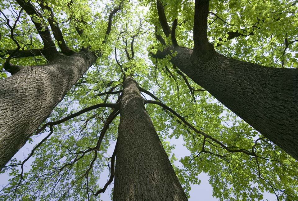 Foto, materiell, befreit, Landschaft, Bild, hat Foto auf Lager,Drei Bume, Jungtiere gehen, blauer Himmel, Die Rinde, Zweig