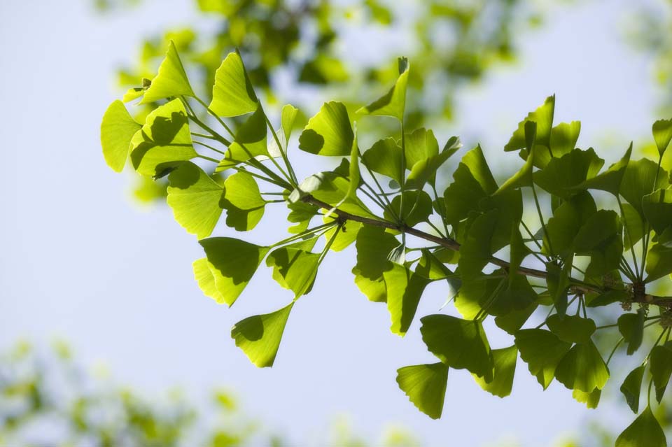 Foto, materiell, befreit, Landschaft, Bild, hat Foto auf Lager,Eine junge Erlaubnis eines ginkgo, ginkgo, , , Jungtiere gehen