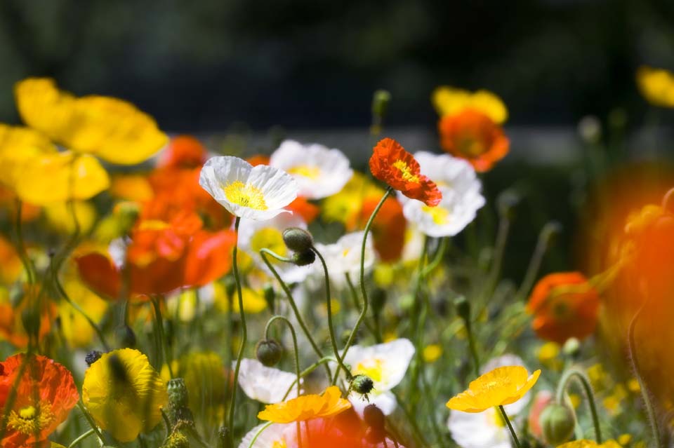 foto,tela,gratis,paisaje,fotografa,idea,Un cuadro de jardn de amapola, Amapola, Lo elimino, , Mostaza