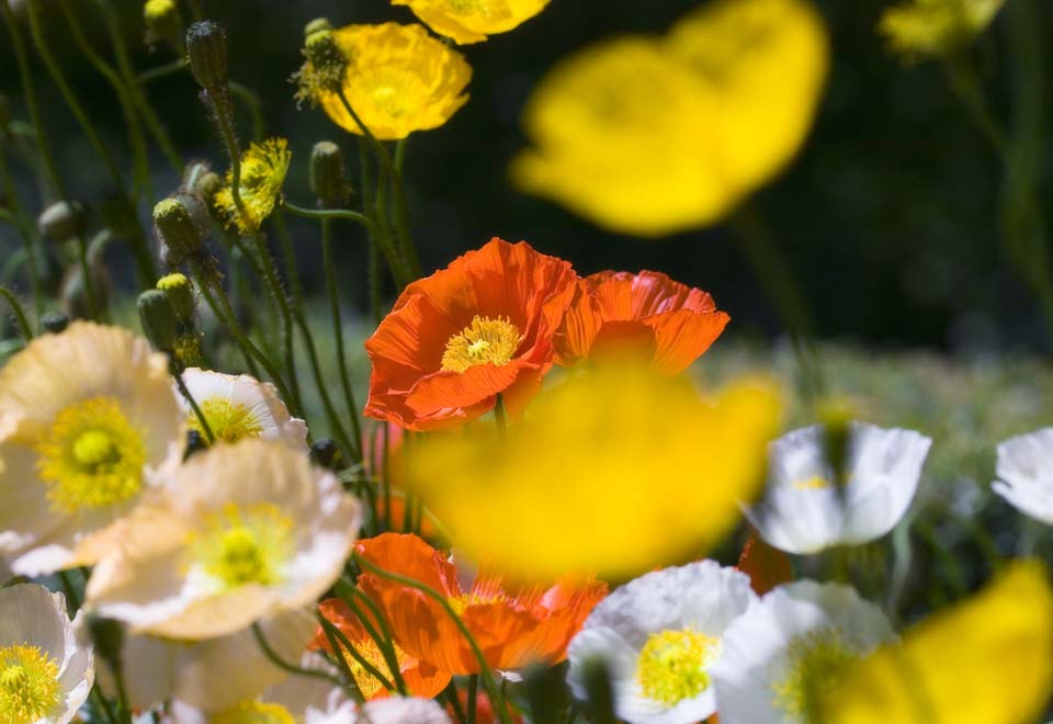 fotografia, materiale, libero il panorama, dipinga, fotografia di scorta,Un papavero letto floreale, papavero, Io lo cancello, , Senape