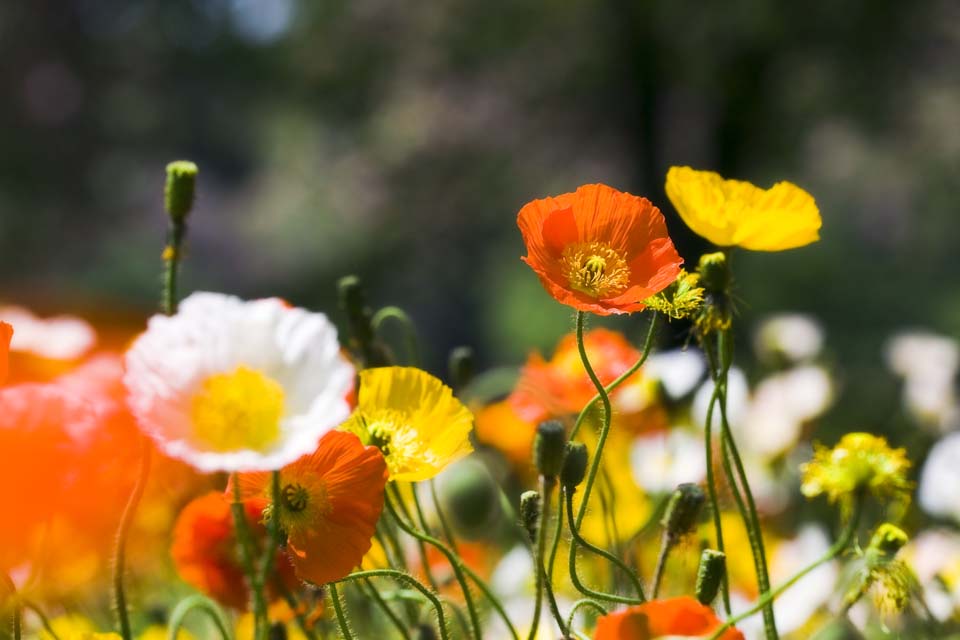 photo,material,free,landscape,picture,stock photo,Creative Commons,A poppy flower bed, poppy, I delete it, , Mustard