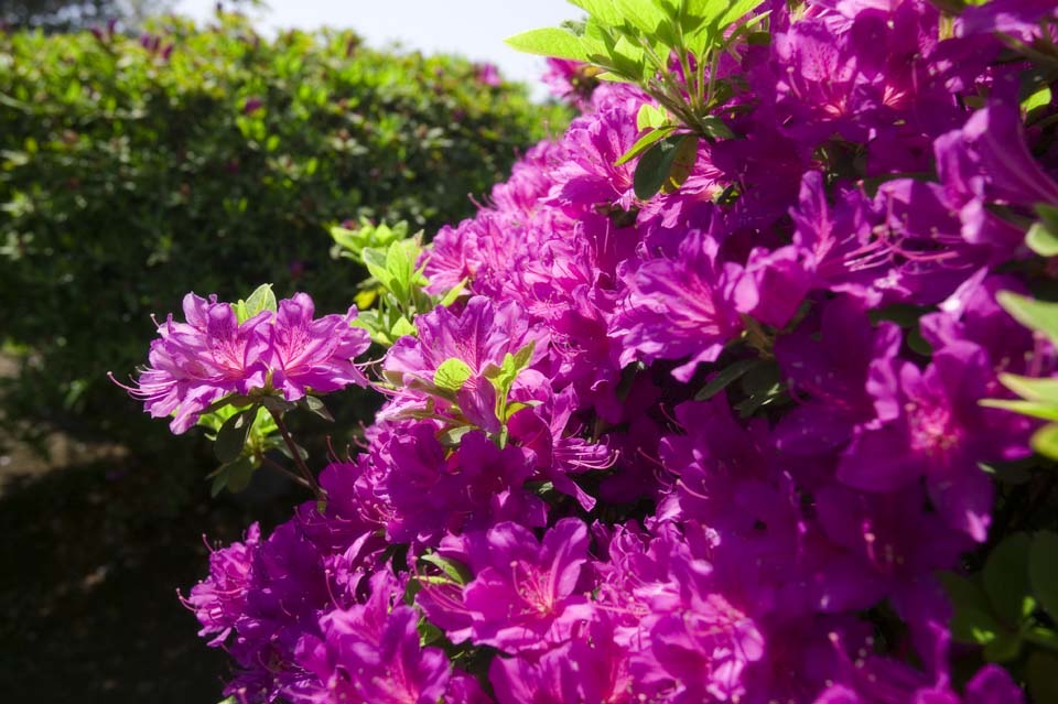 photo,material,free,landscape,picture,stock photo,Creative Commons,A pink azalea, azalea, , , 