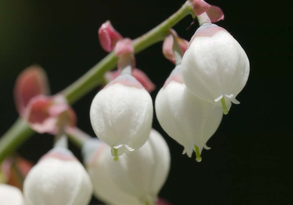 Foto, materieel, vrij, landschap, schilderstuk, bevoorraden foto,Een bloem van een bosbes, Bosbes, Blanke ontwikkelen, , 