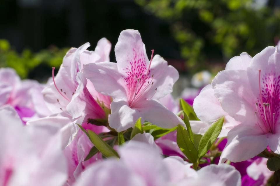 Foto, materieel, vrij, landschap, schilderstuk, bevoorraden foto,Een rose azalea, Azalea, , , 