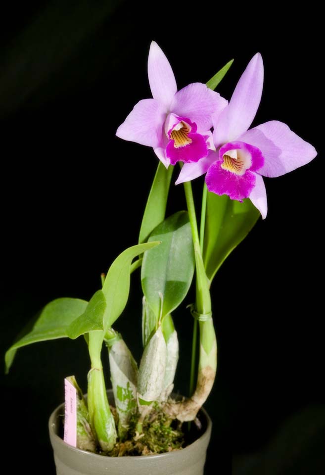 photo,material,free,landscape,picture,stock photo,Creative Commons,A cattleya potted plant, cattleya, , orchid, 