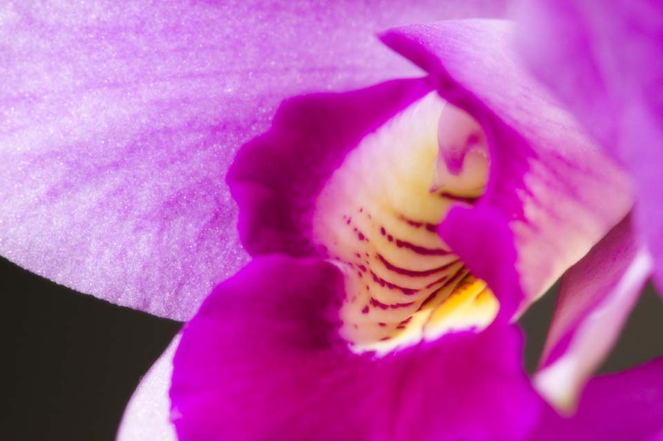 Foto, materieel, vrij, landschap, schilderstuk, bevoorraden foto,Aanvechting van een cattleya, Cattleya, , Orchidee, 