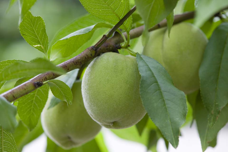 Foto, materiell, befreit, Landschaft, Bild, hat Foto auf Lager,Eine Frucht einer Pflaume, Frucht der Pflaume, , Gebren Sie mich, Frucht