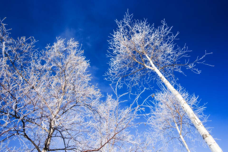 fotografia, materiale, libero il panorama, dipinga, fotografia di scorta,Guardi su alla brina su alberi, cielo blu, La brina su alberi, , frusta bianca