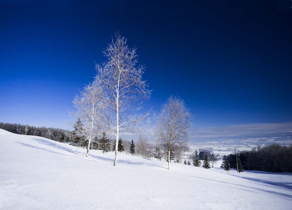 photo,material,free,landscape,picture,stock photo,Creative Commons,The rime on trees and a blue sky, blue sky, The rime on trees, snowy field, white birch