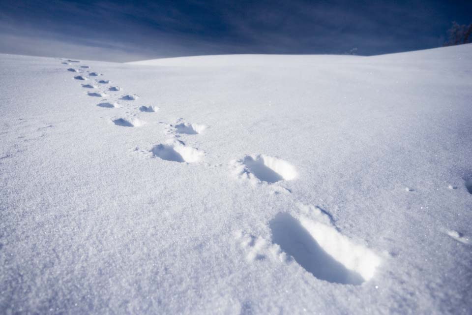 photo,material,free,landscape,picture,stock photo,Creative Commons,To the other side of a snowy field, blue sky, footprint, snowy field, It is snowy