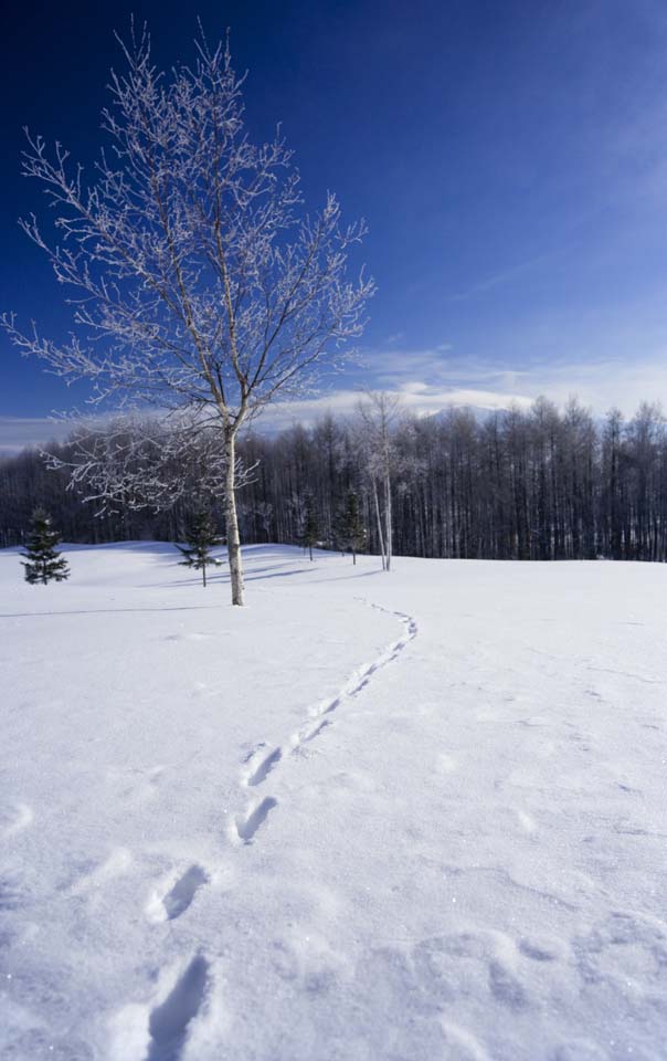 Foto, materieel, vrij, landschap, schilderstuk, bevoorraden foto,Naar de overkant van een snowy veld, Blauwe lucht, Voetspoor, Besneeuwd veld, Het is besneeuwd