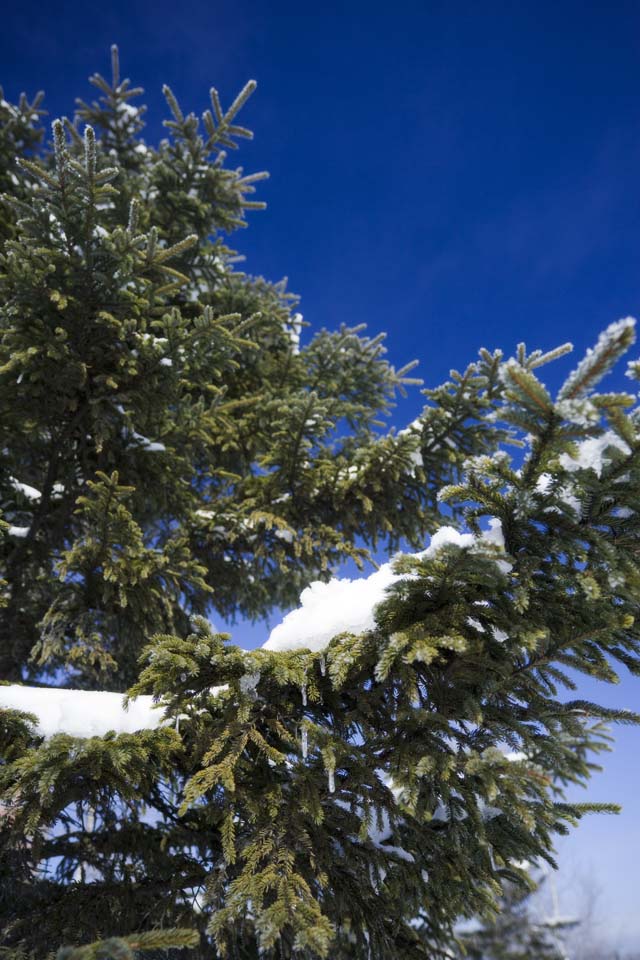 photo,material,free,landscape,picture,stock photo,Creative Commons,Snow of a branch, blue sky, icicle, snowy field, It is snowy